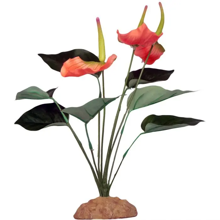 Komodo Anthurium Bush 1