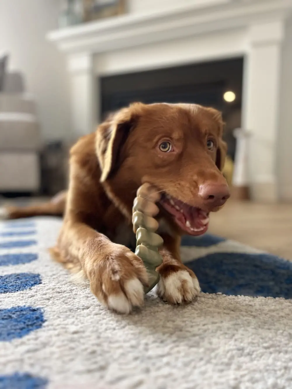 Nylabone Power Chew Gator Tail Alternative Chew Toy For Dogs 2