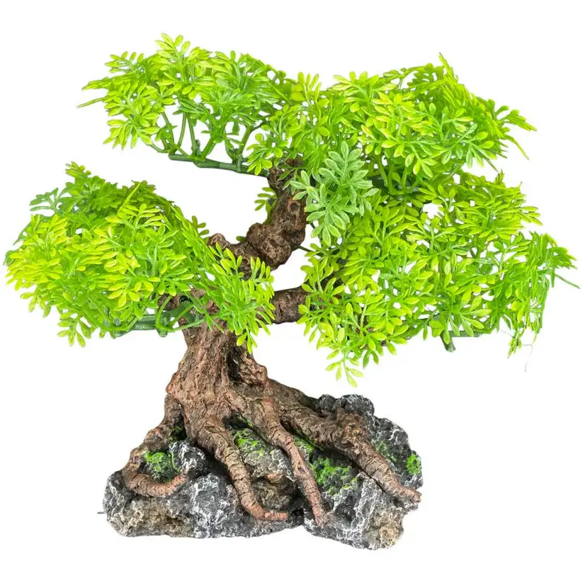 Komodo Bonsai Tree 1