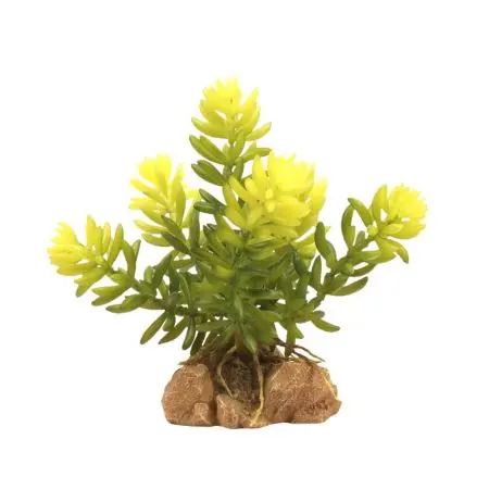Zoo Med Desert Flora – Burro’S Tail 1