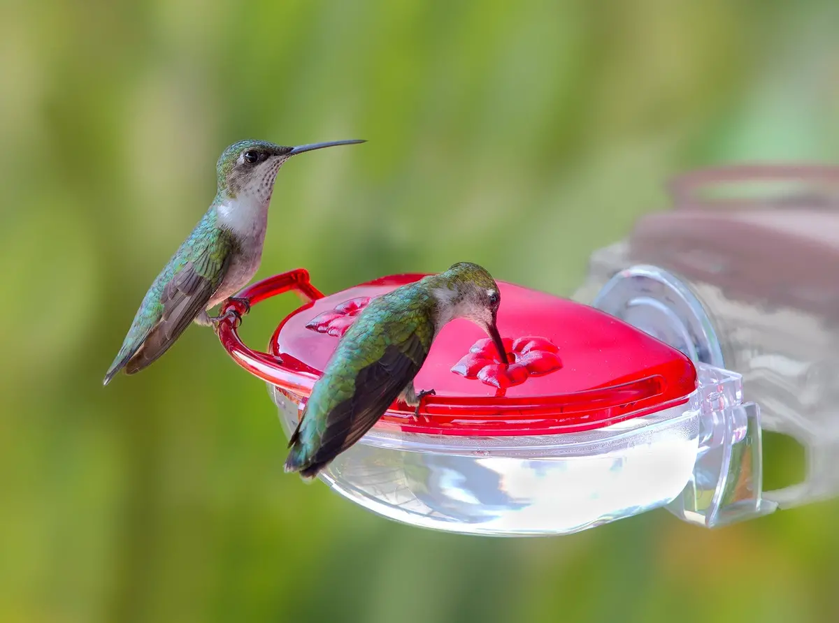 Aspects Gem Hummingbird Window Feeder 1
