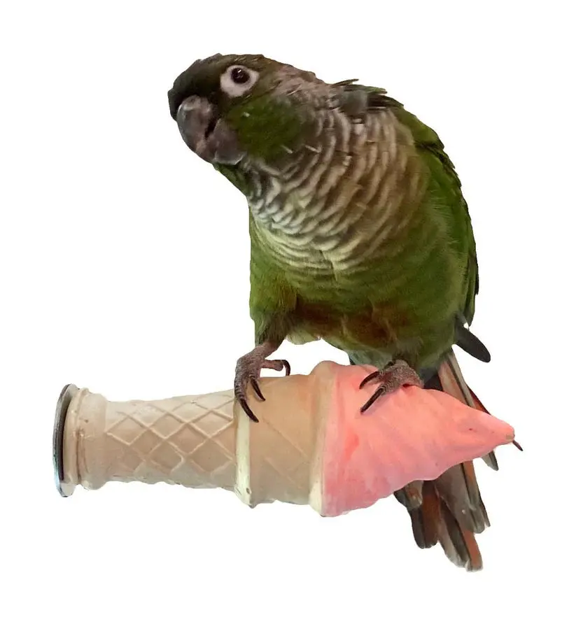 Polly's Pet Products Ice Cream Perches 1