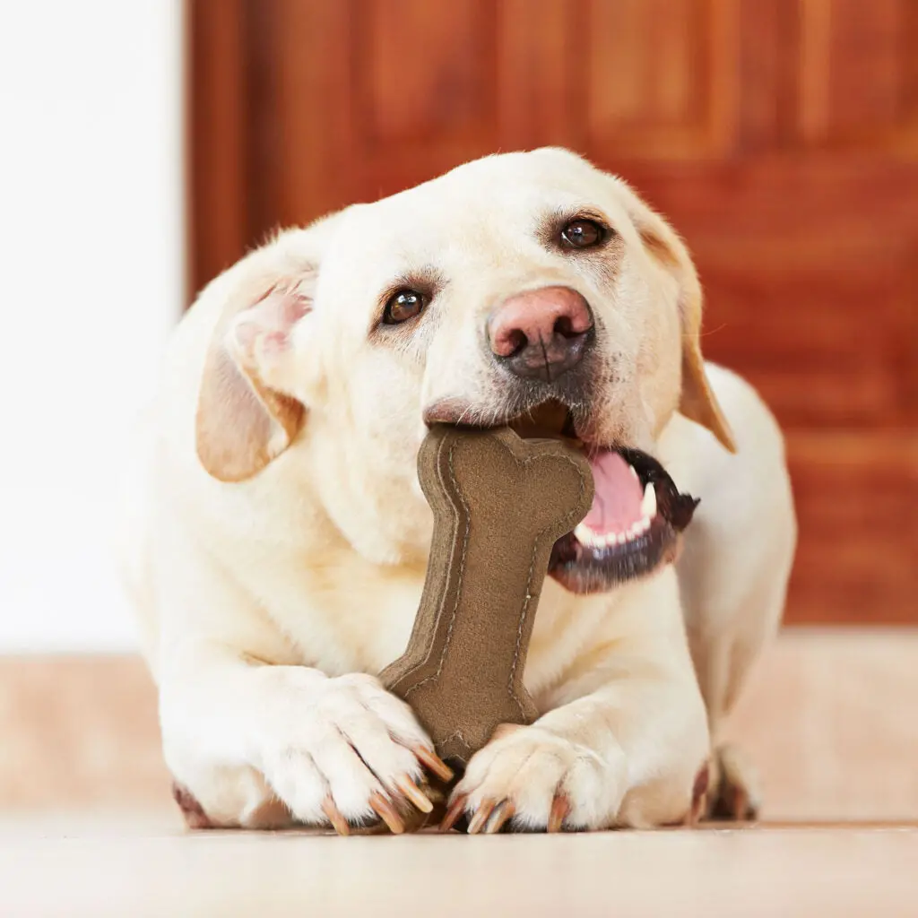 Ethical Pet Spot Dura-Fused Leather Chunky Bone Dog Toy 2