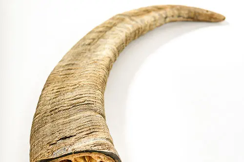 Qt Dog Gobi Goat Horn Chew Dog Treat 1