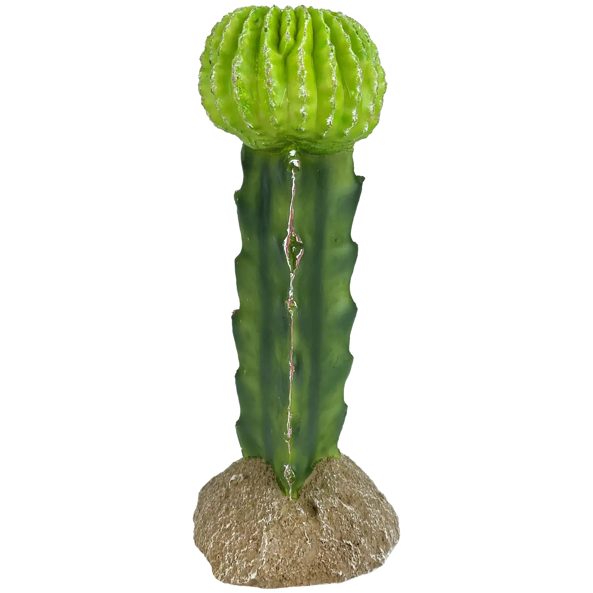 Komodo Moon Cactus Plant 1