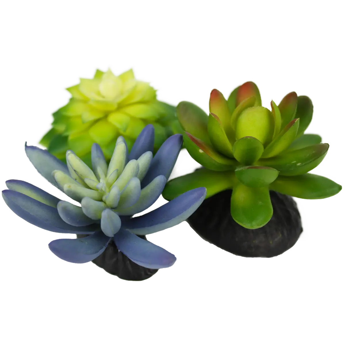 Komodo Desert Succulent Plant 1