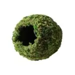 Galapagos Green Mossy Cave Diameter 1