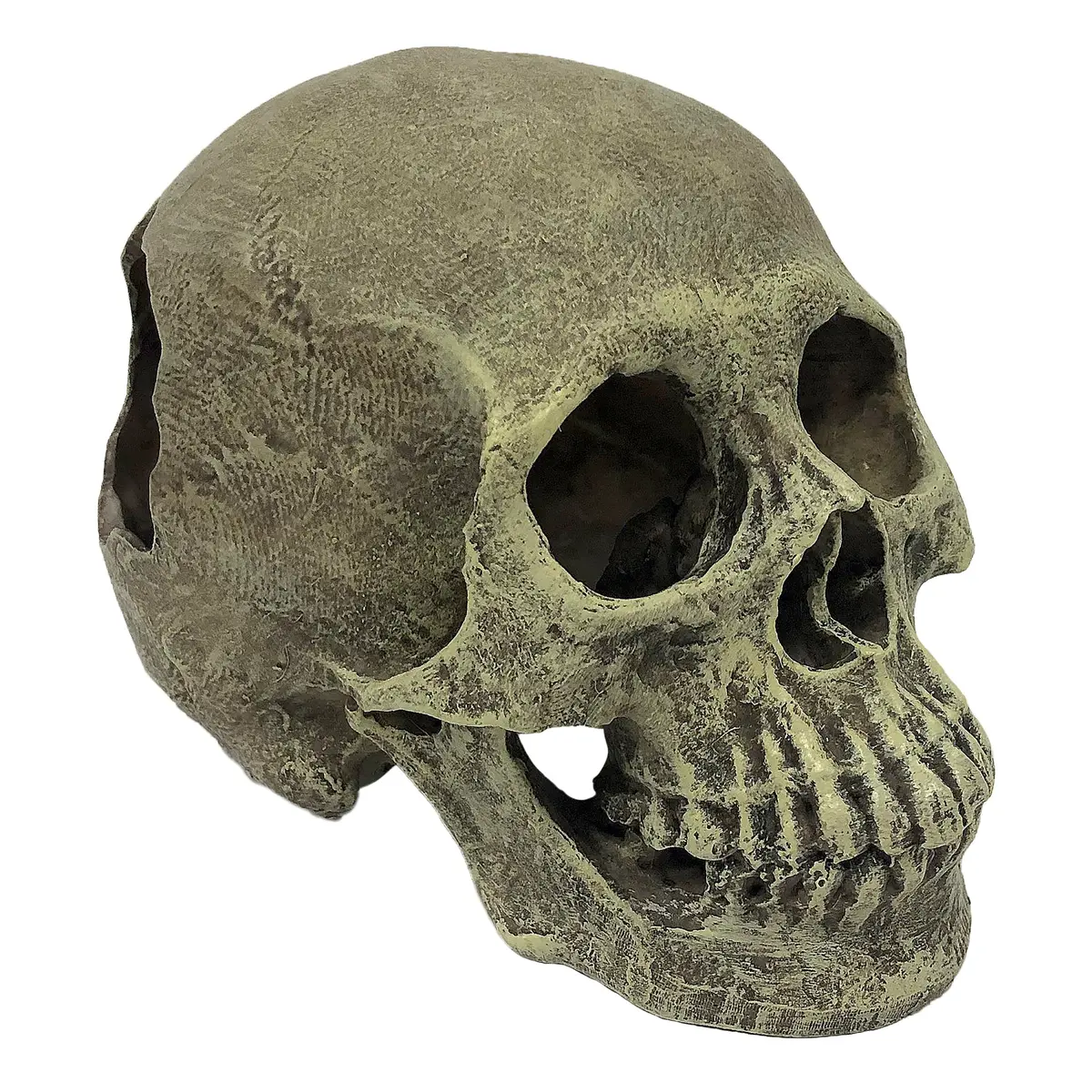 Komodo Human Skull Full 1