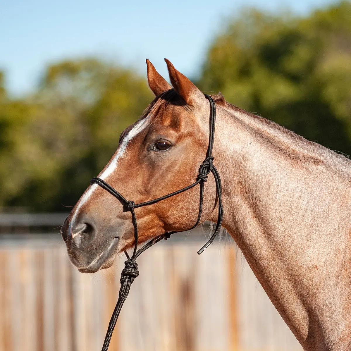 Classic Equine Econo Rope Halter And 8-Foot Leadrope 1