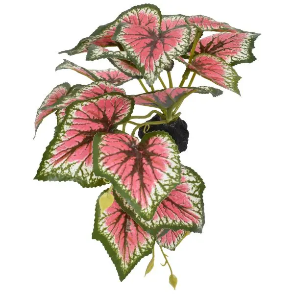 Komodo Standing Caladium Plant 1