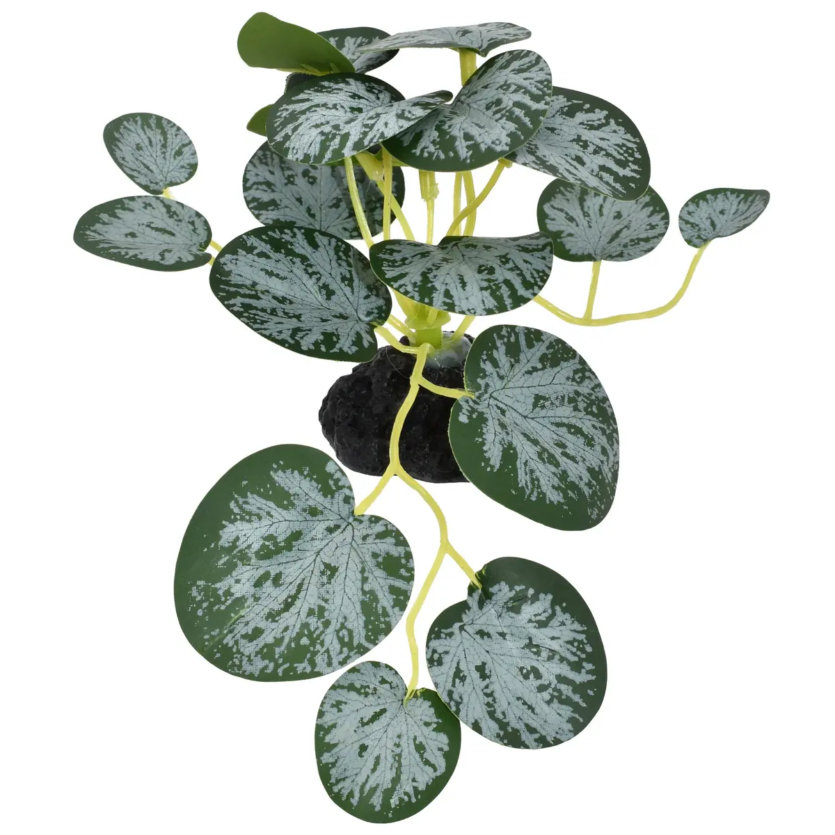 Komodo Standing String Of Hearts Plant 1
