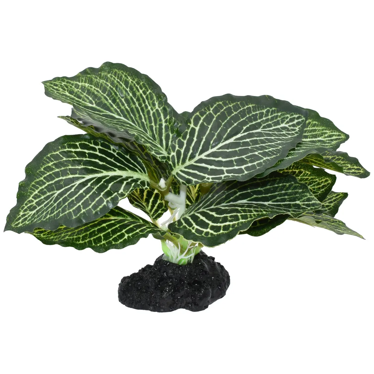 Komodo Standing Vein Plant 1