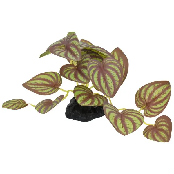 Komodo Standing Zebrina Plant 1