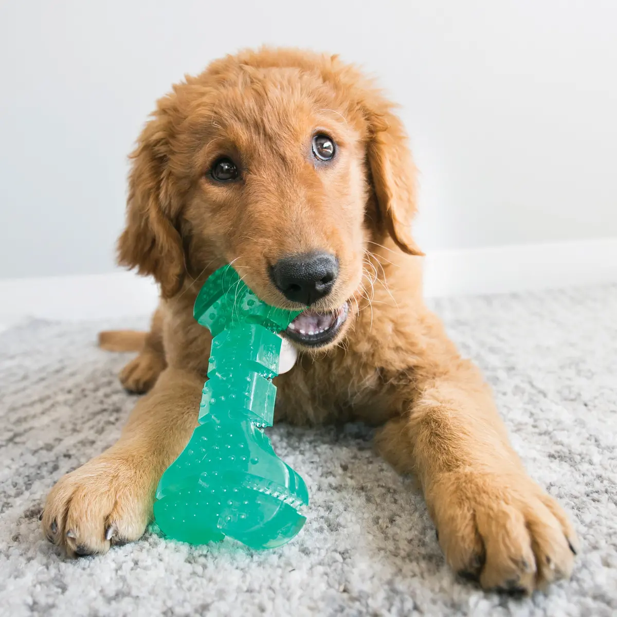 Kong Squeezz Dental Bone Dog Toy 1