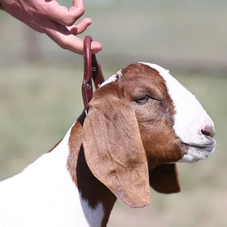 Sullivan Supply Leather Handle Goat Collar W/ Chain 1