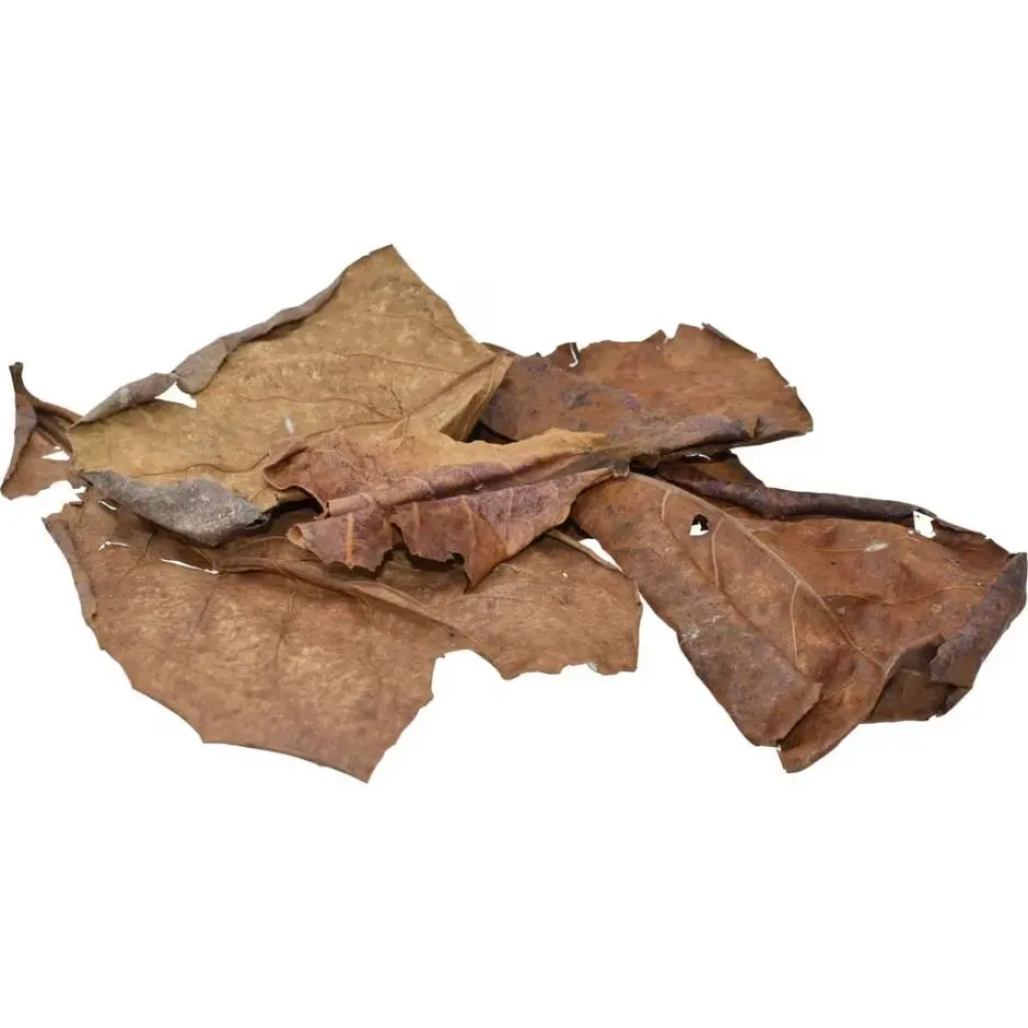 Komodo Dried Oak Leaf Litter 1