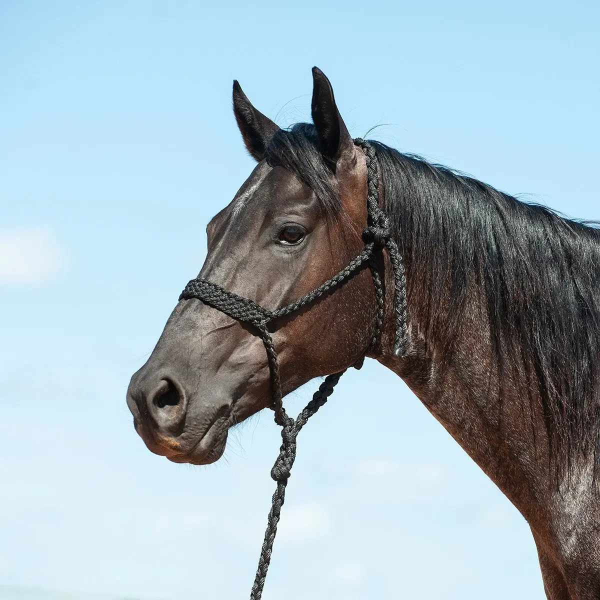 Cashel Flat Braid Halter With Leadrope 1
