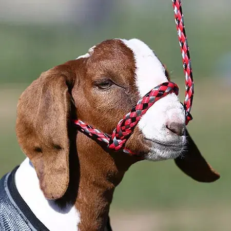 Sullivan Supply Soft Braid Sheep/Goat Halter 1