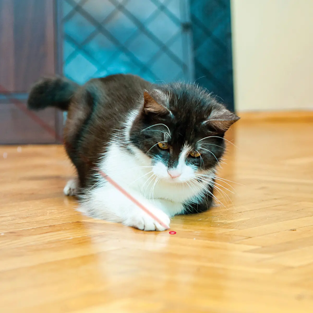 Kong  Laser Pointer 1