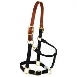 Horse Halter, Breakaway, Navy Nylon/Leather, 1-In., Large /2-Year Draft 1