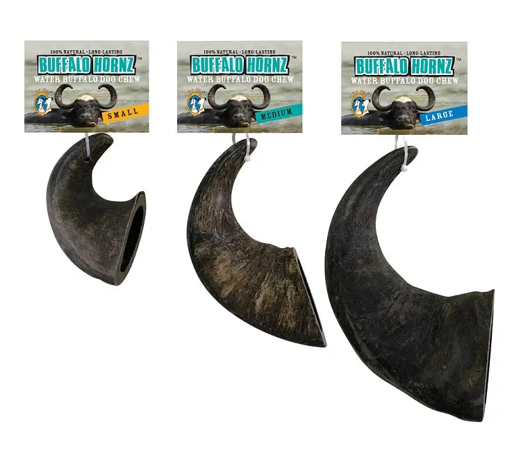 Qt Dog  Buffalo Hornz 1