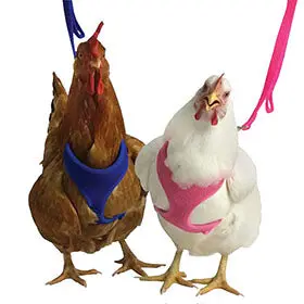 Valhoma Chicken Harness 1