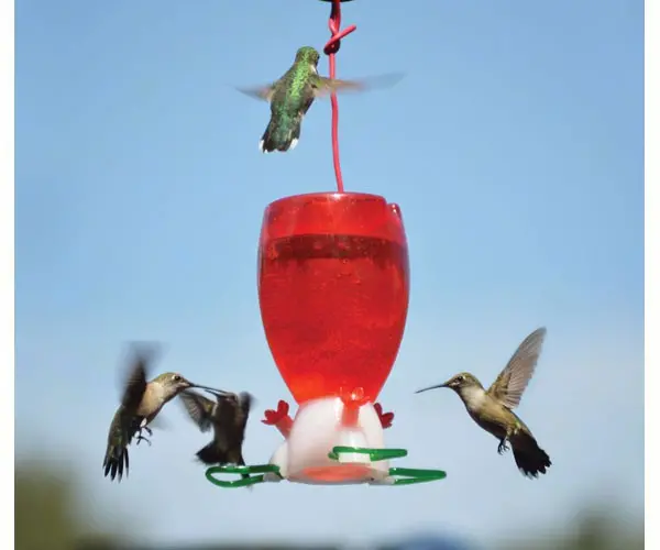 Songbird Essentials Big Red Hummingbird Feeder 1