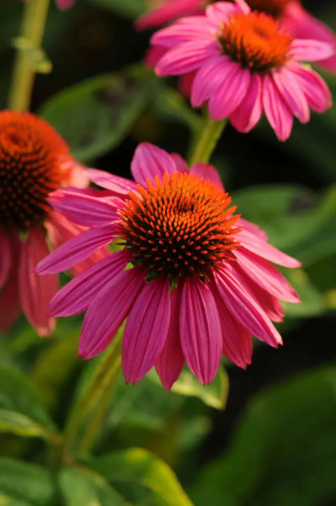 Echinacea 'Powwow Wild Berry'  17Cm Ptw 1