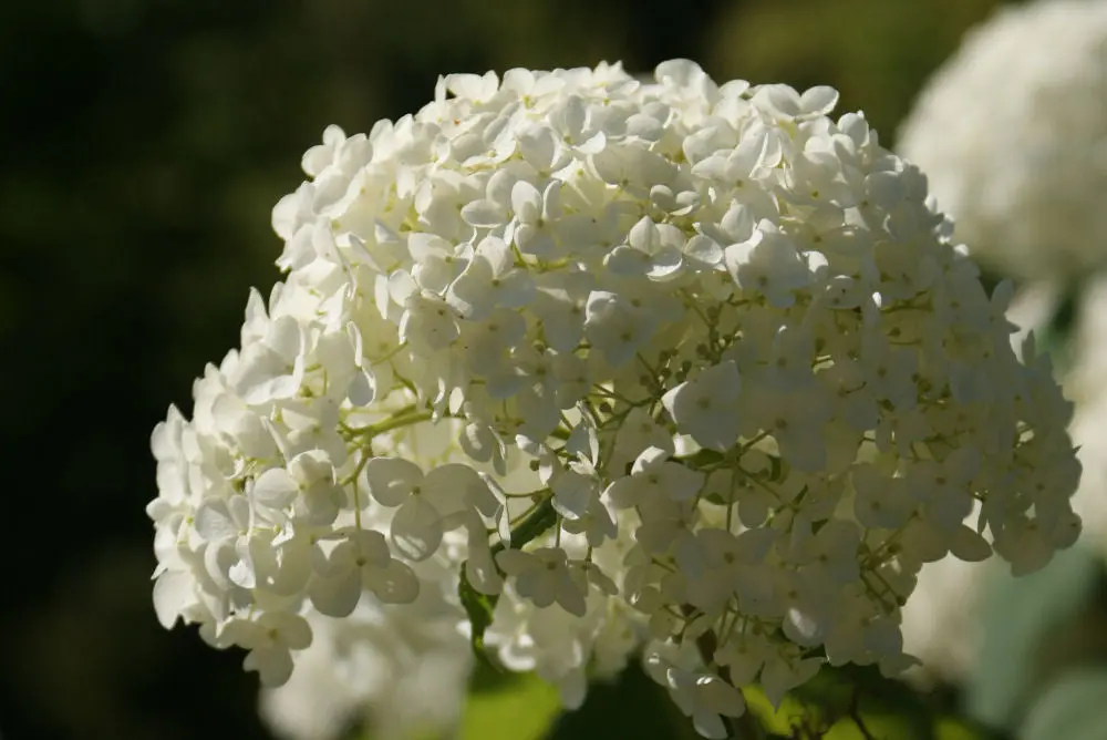 Hydrangea A. 'Annabelle'  G3 1