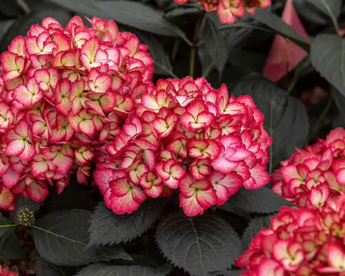 Hydrangea (Mac) 'Eclipse'® - 2 Gallon (First Editions) 1
