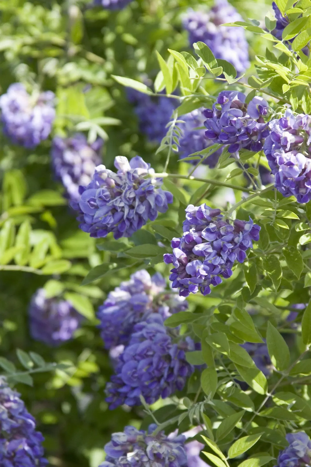 Wisteria 'Amethyst Falls' (Wisteria Floribunda) - 2 Gallon 1