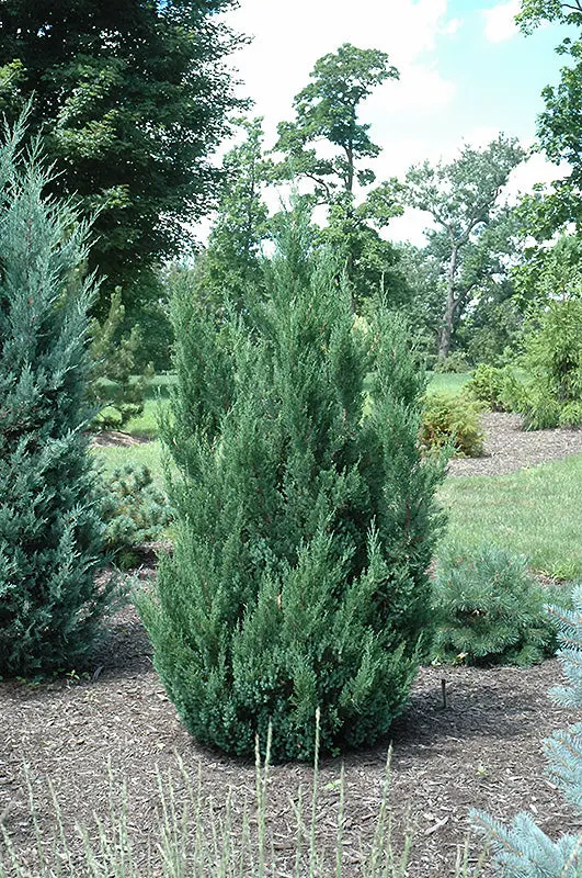 Juniper 'Blue Point' - 3 Gallon 1