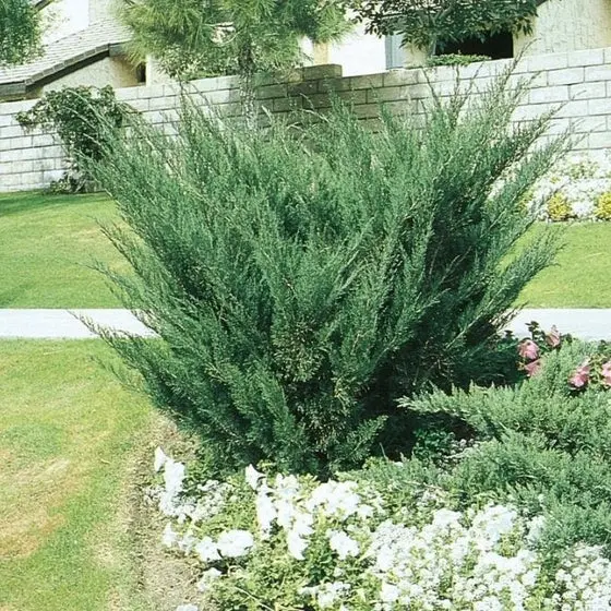 Juniper 'Sea Green' - 3 Gallon 1