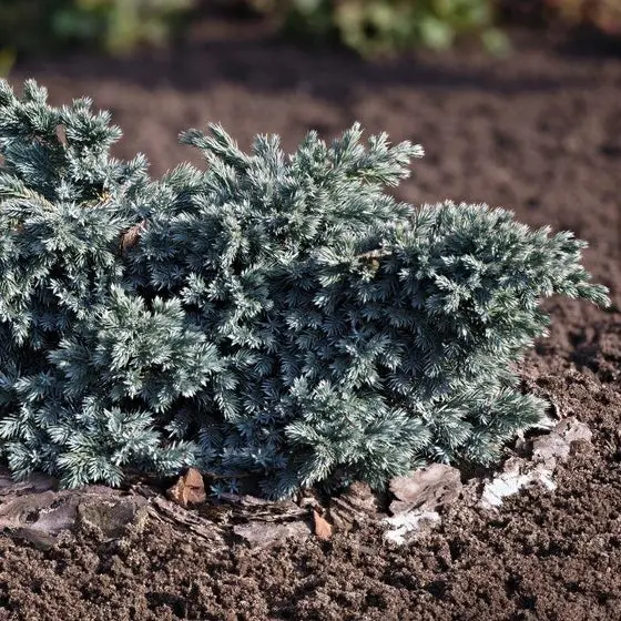 Juniper 'Blue Star' - 2 Gallon 1