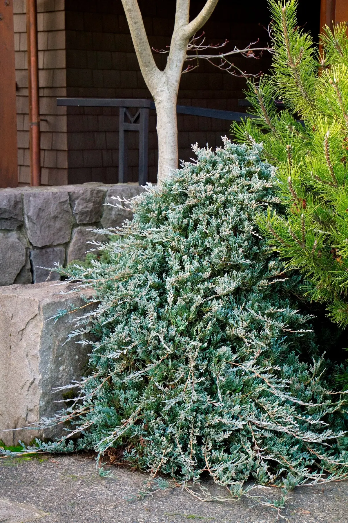Juniper 'Wiltonii' - 2 Gallon Pot 1