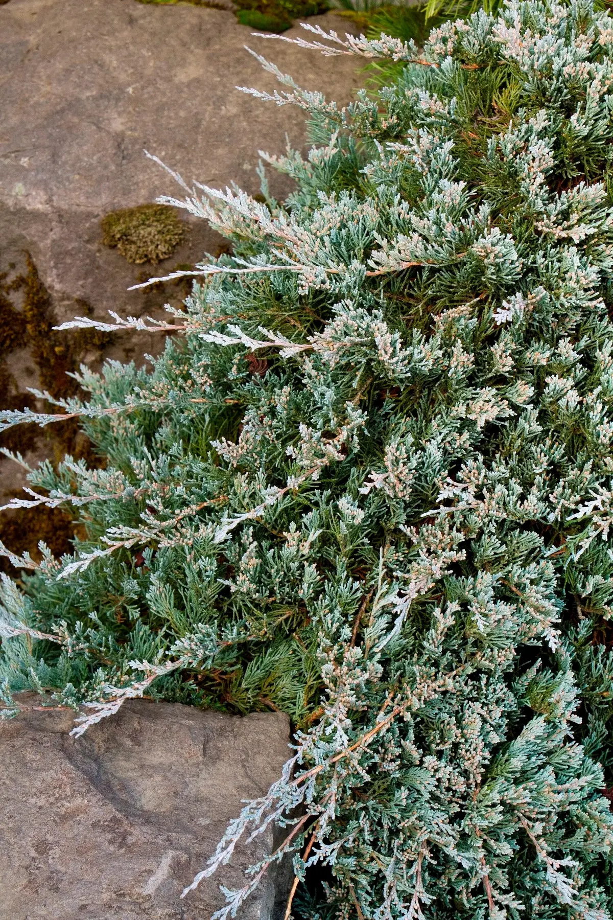Juniper 'Wiltonii' - 2 Gallon Pot 2