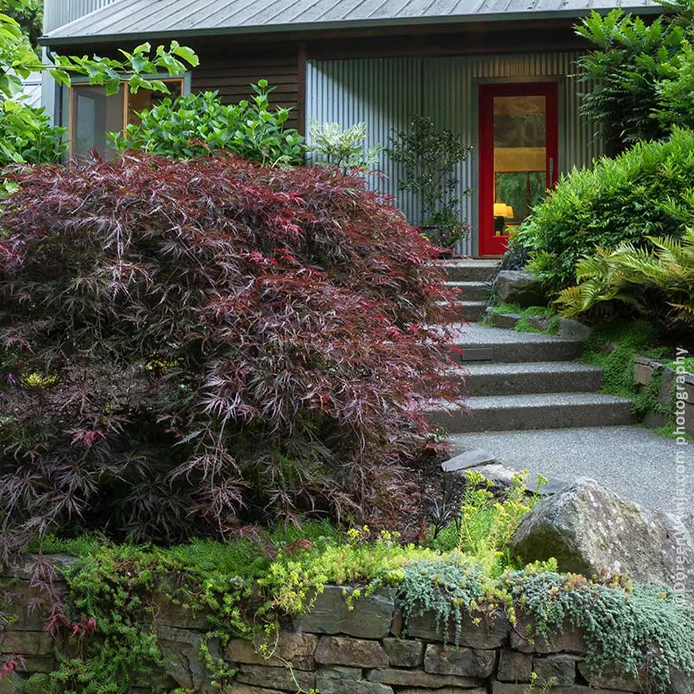 Acer 'Tamukeyama' (Japanese Maple Tree)  - 3 Gallon 1