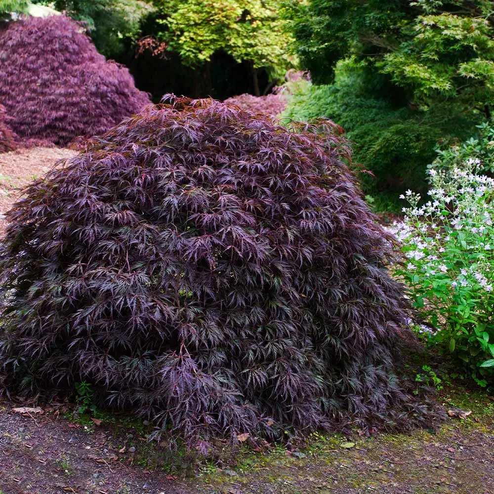 Acer 'Tamukeyama' (Japanese Maple Tree) - 3 Gallon 2