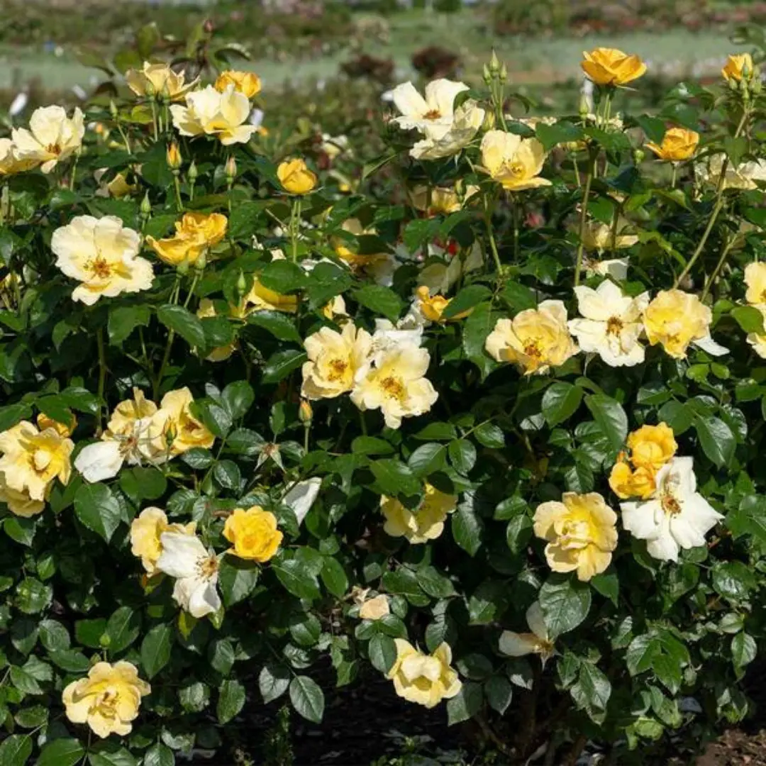 Rose K.O. 'Easy Bee-Zy'  G3 1