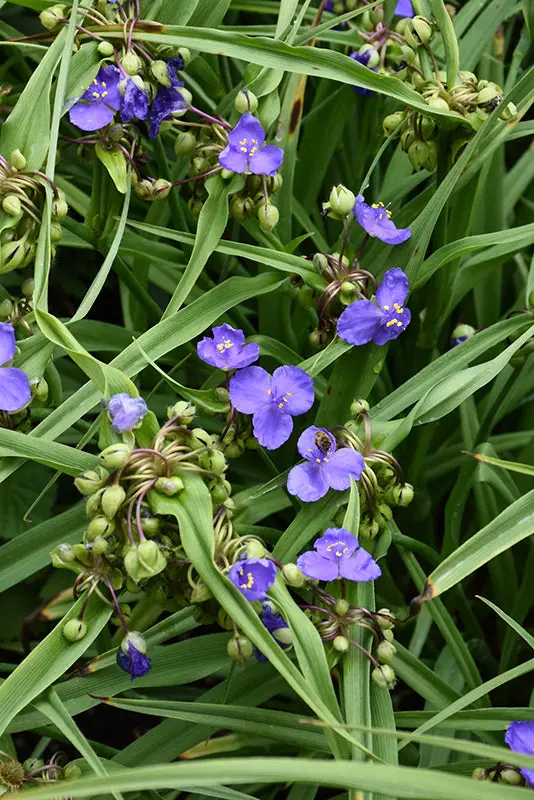 Tradescantia 'Amethyst Kiss' (Spiderwort) - 1 Gallon 1