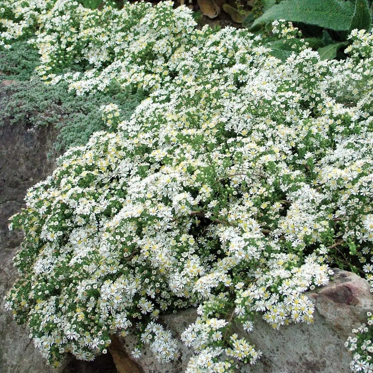 Aster 'Snow Flurry' - 1 Gallon Pot (Ab) 2