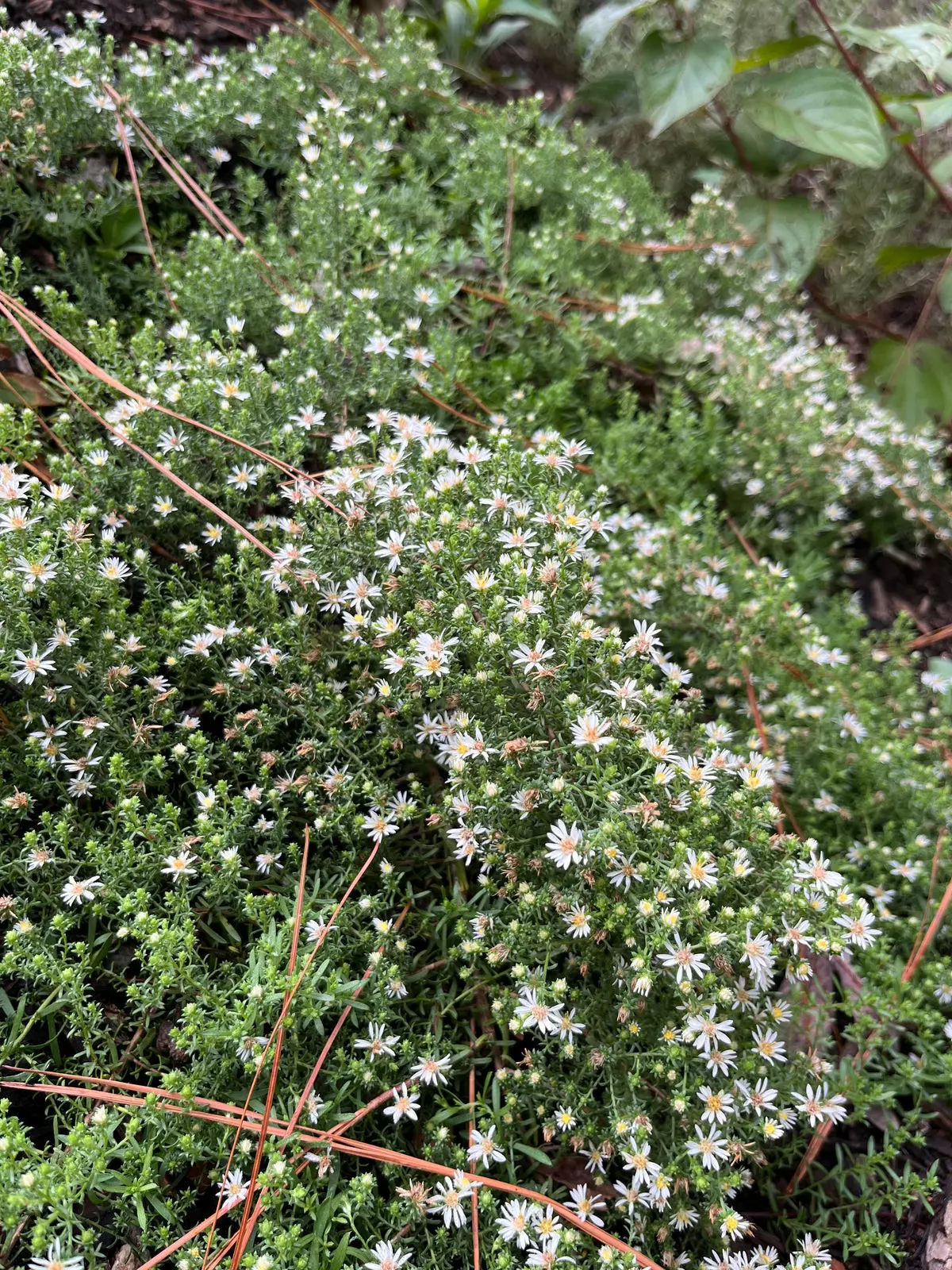 Aster 'Snow Flurry' -  1 Gallon Pot (Ab) 1