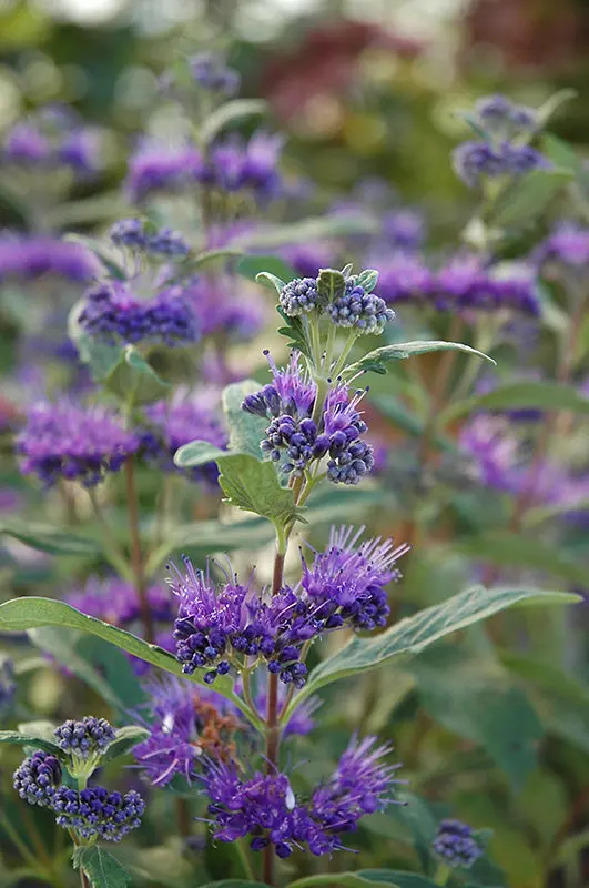 Caryopteris 'Dark Knight' (Bluebeard) - 2 Gallon 1
