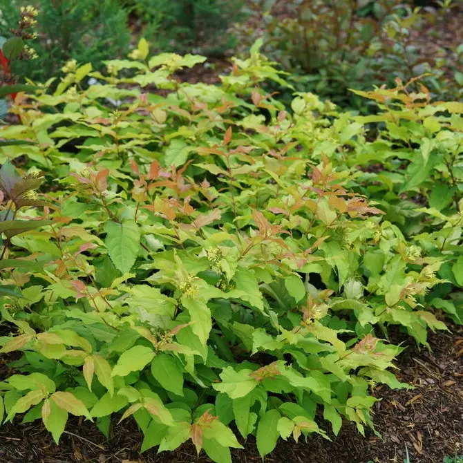 Diervilla S. 'Kodiak Fresh'® G3 15"  Pw 1