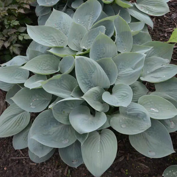 Hosta 'Prairie Sky' - 1 Gallon 2
