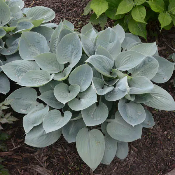 Hosta 'Prairie Sky' - 1 Gallon 1
