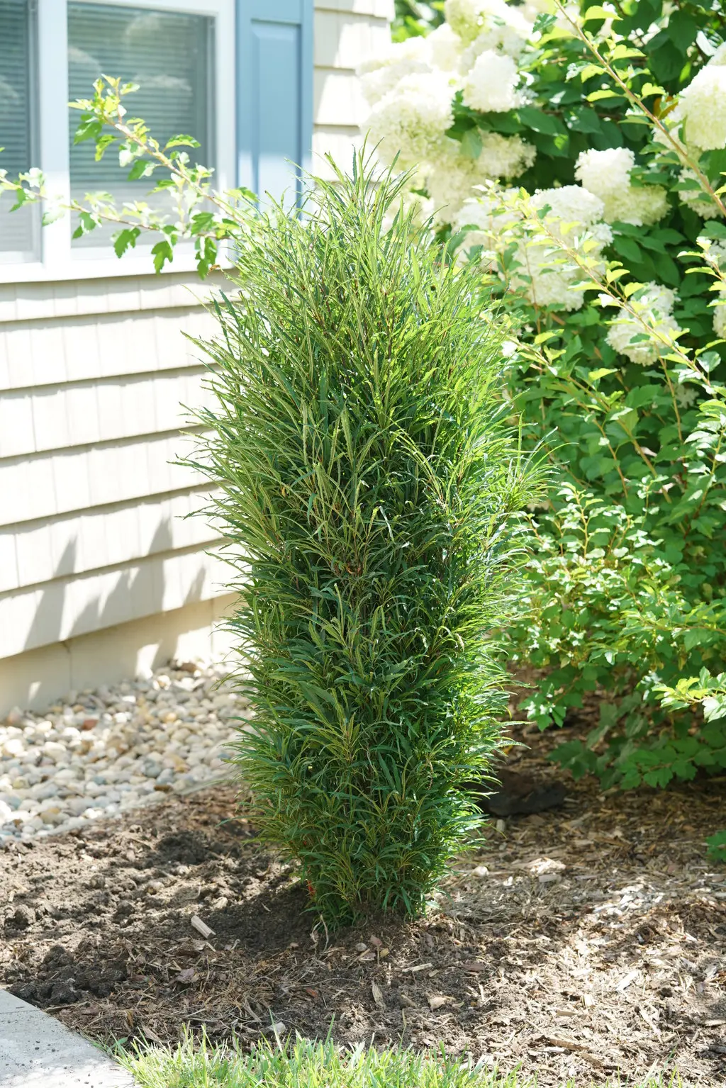Rhamnus 'Fine Line®' (Buckthorn) - 1 Gallon (Pw) 1