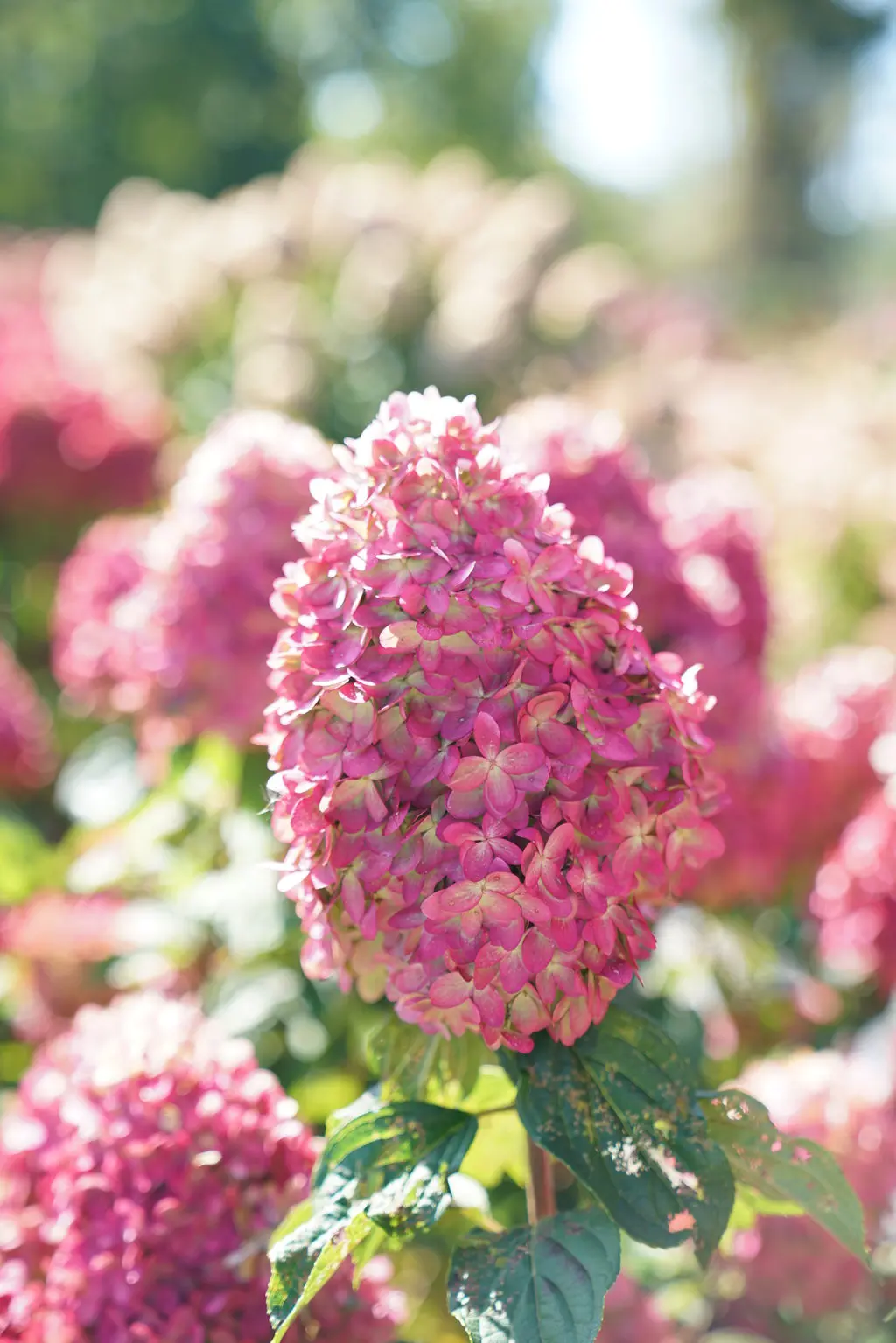 Hydrangea (Pan) 'Limelight Prime'® - 3 Gallon (Pw) 1