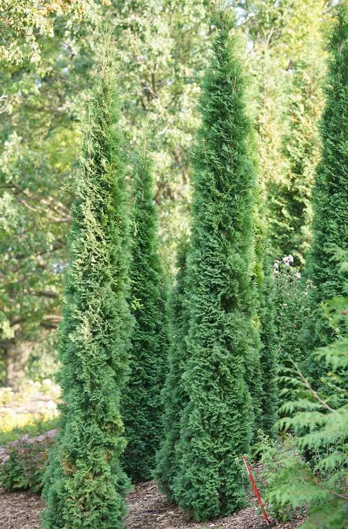 Arborvitae 'Thin Man'  - 3 Gallon 1