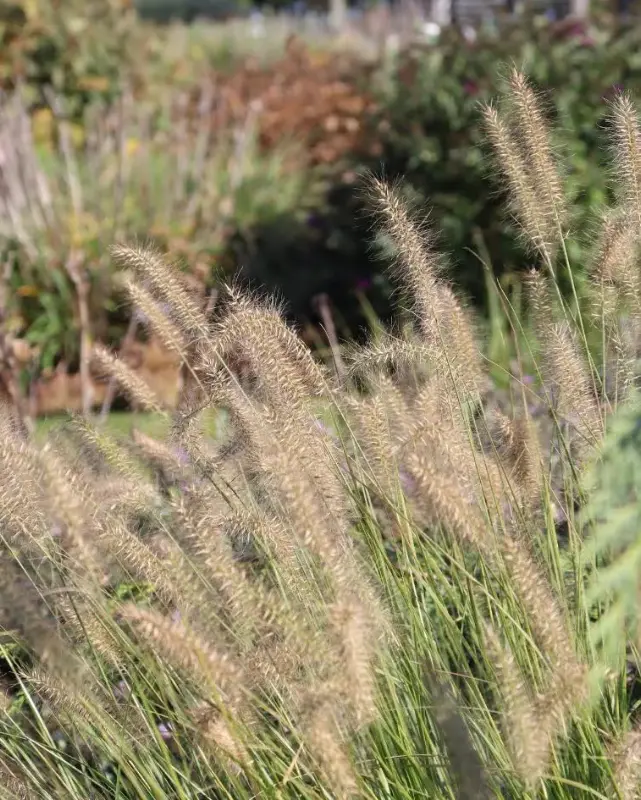 Grass - 'Hameln' Pennisetum  - 3 Gallon 1